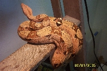 Pyre Pastel Boa 01/05