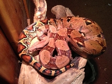 Pyre Pastel Boa