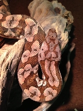 Red Phase Dumeril Boa