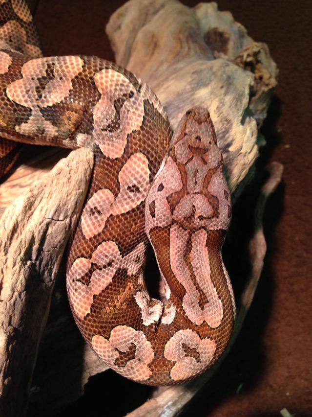 Red Phase Dumeril Boa