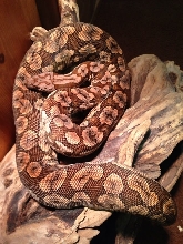 Red Phase Dumeril Boa BS