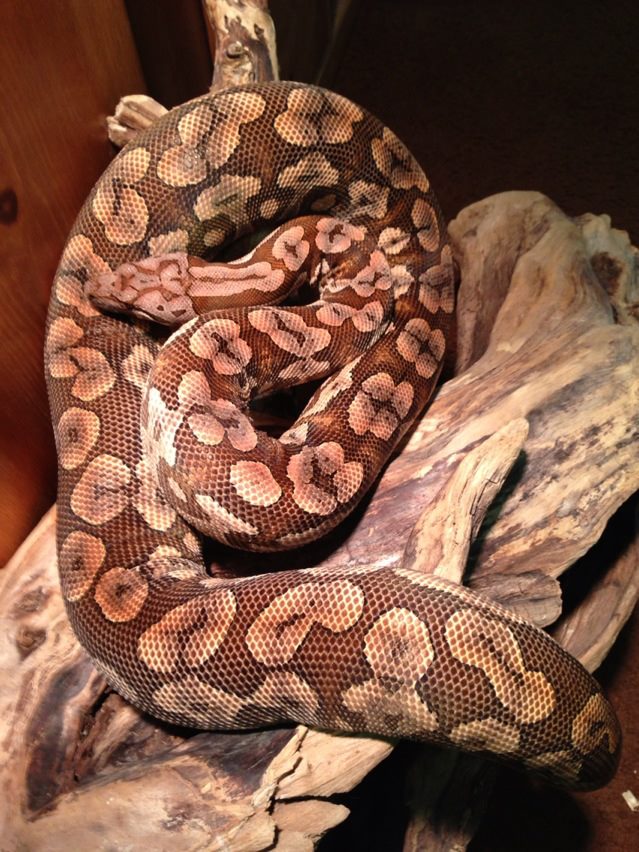 Red Phase Dumeril Boa BS