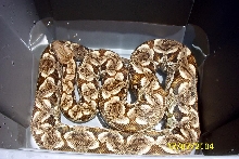 Biophiliacs Dumerils Boa (Sandy)