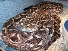 Gravid Dumerils Boa_Sandy_0605