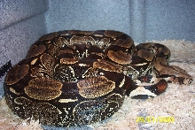 Suriname Red-Tail.. Striker(0105)