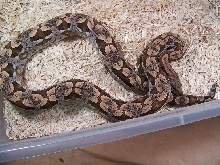 Ivory Dumerils Boa_0805