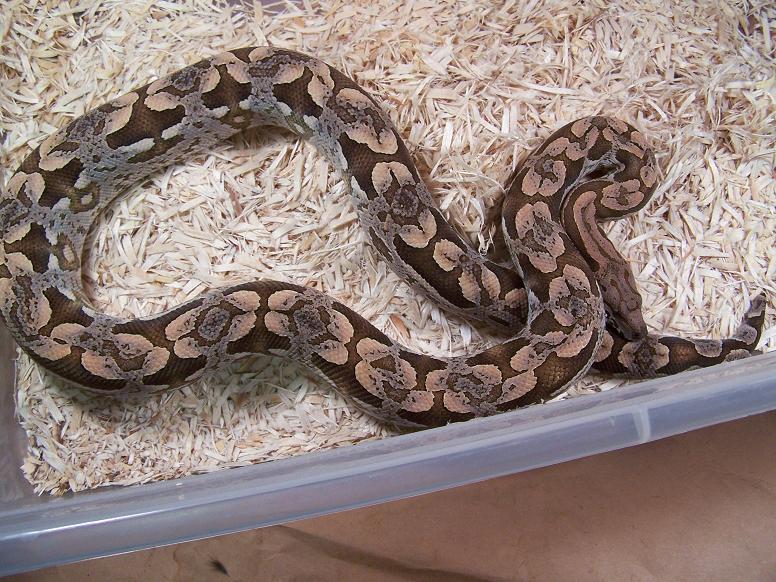 Ivory Dumerils Boa_0805