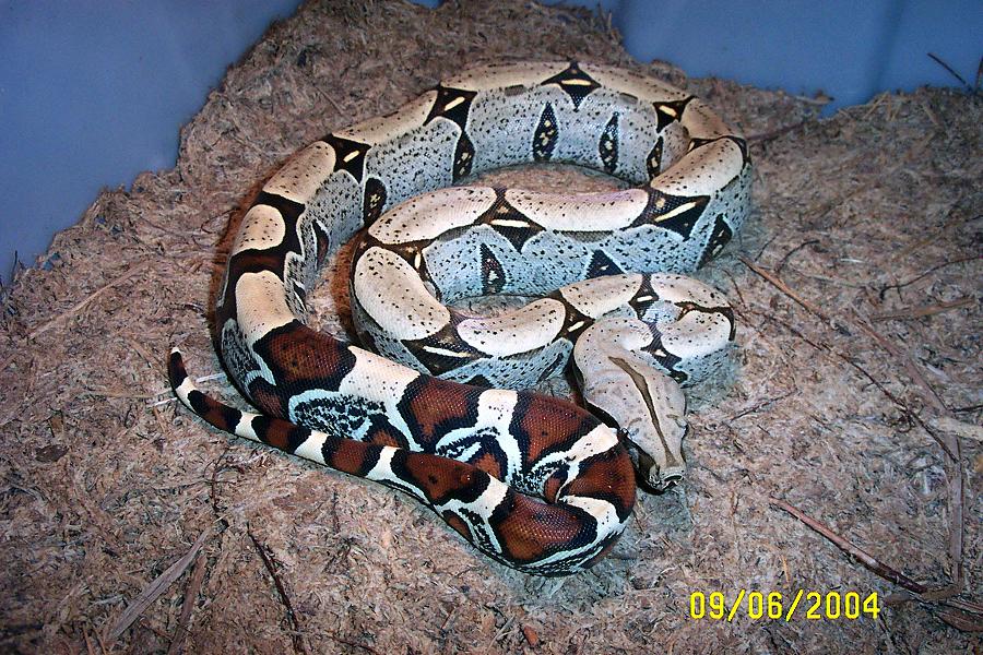 Killer White Peruvian