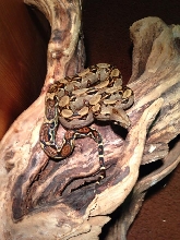 Bluefield Boa Female