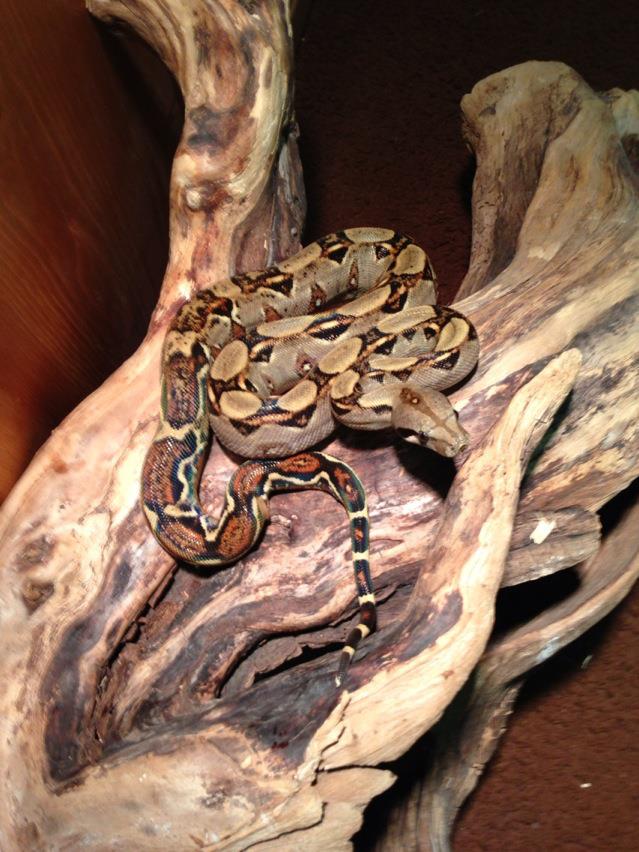 Bluefield Boa Female