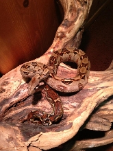 Bluefield Boa Male