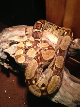 Circleback Colombian Redtail Boa Female