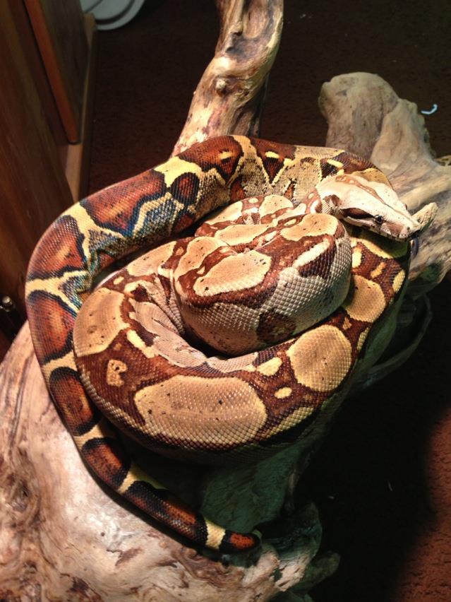 Circleback Colombian Redtail Boa Male