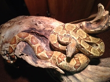 DH Ghost Boa Female