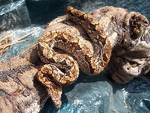 "CopperTop" Dumerils Boa
