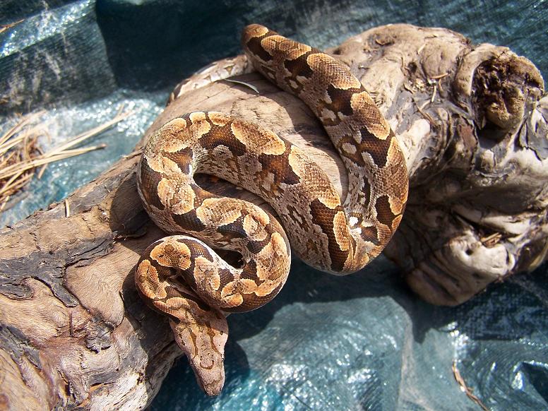 "CopperTop" Dumerils Boa
