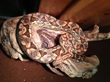 2006 Pastel Dumerils Boa 1