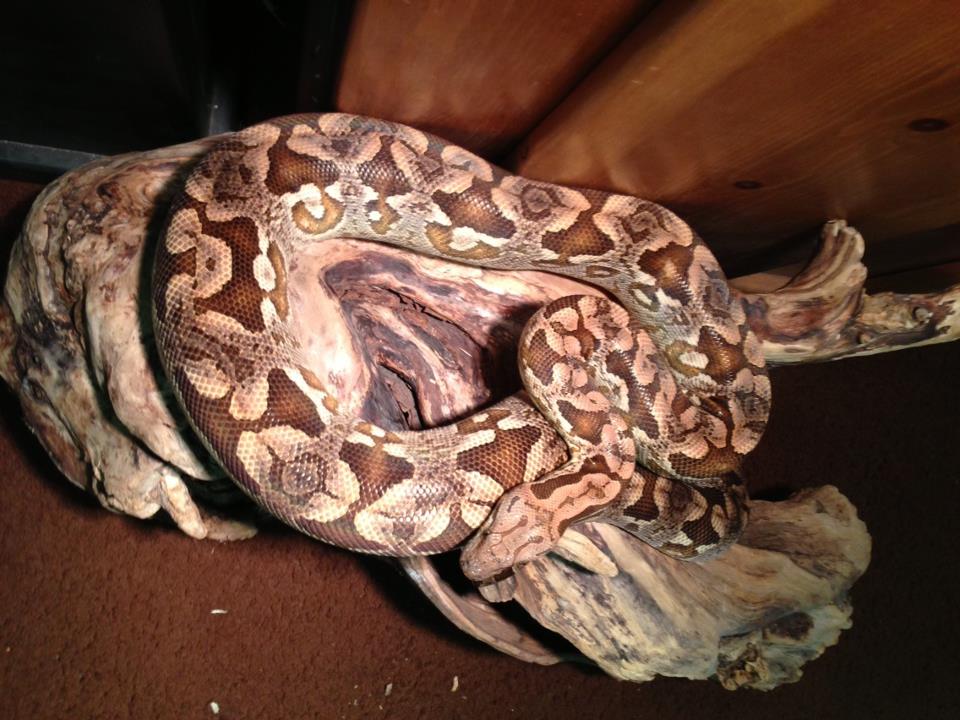 2006 Pastel Dumerils Boa 1