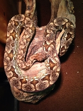2006 Pastel Dumerils Boa 2