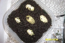 Frilled Dragon Eggs