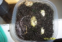 Frilled Dragons hatching