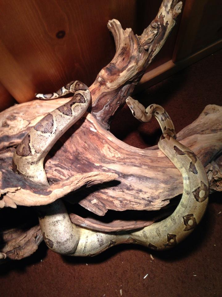 Ghost Boa