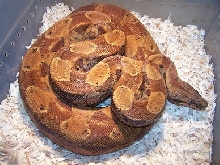 Hypo Poggentine Female