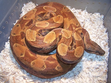 Hypo Poggentine Female