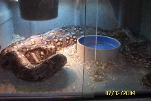 Dumerils Breeding(KK)
