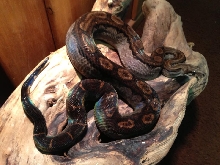 2010 Motley het for Tpos Boa