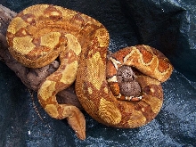 Monster-Tail Hypo_0406