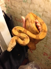 Orange Hypo Poggentine Male 11/25