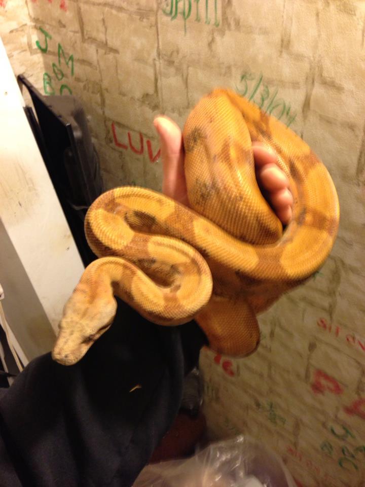 Orange Hypo Poggentine Male 11/25