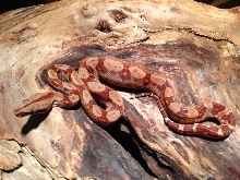 Pastel Monstertail Hypo