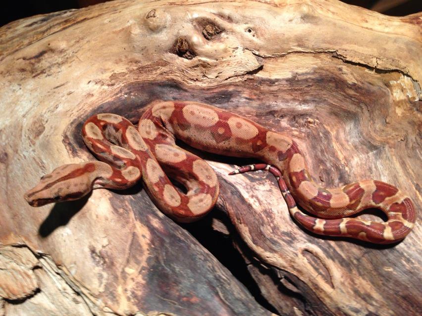 Pastel Monstertail Hypo