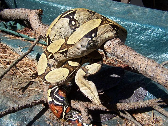 Amazon Basin Redtail Boa_0406