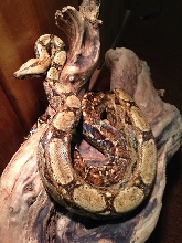 2010 Hypo Sonoran Boa Female
