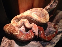 2010 T pos C.A. Boa Female