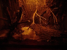 pigmy rattlesnake cage
