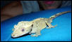 My Crestie