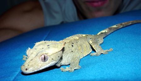 My Crestie