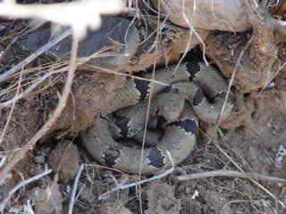 florida mt klauberi