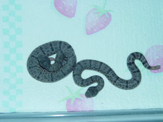 c.b. lepidus lepidus