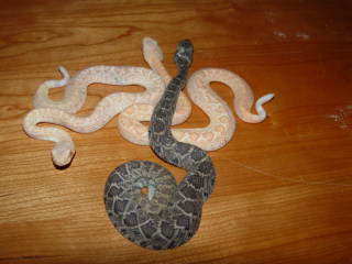 albino atrox hatchling group