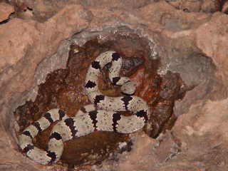 male klauberi from FL mts