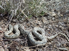 T elegans