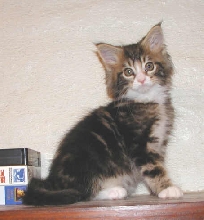 Baby Max