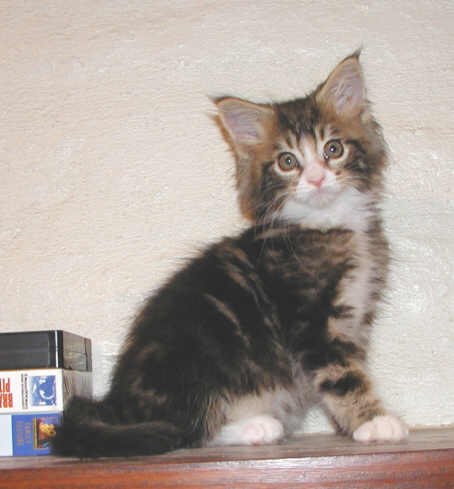 Baby Max