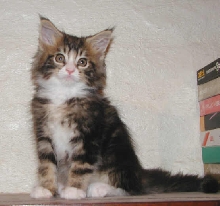 Baby Max Again