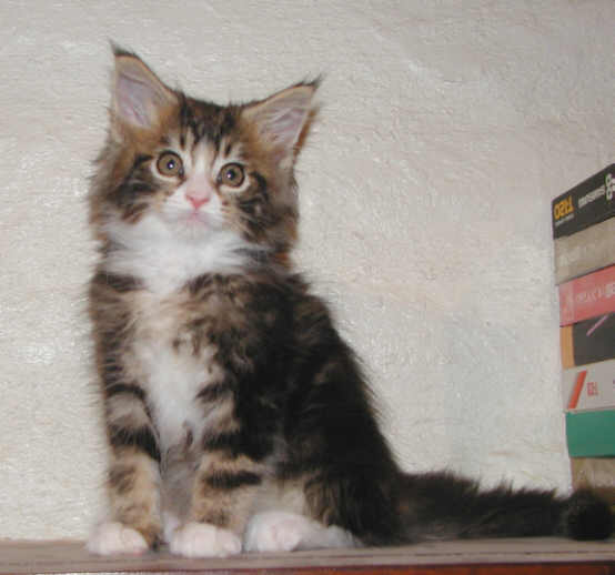 Baby Max Again